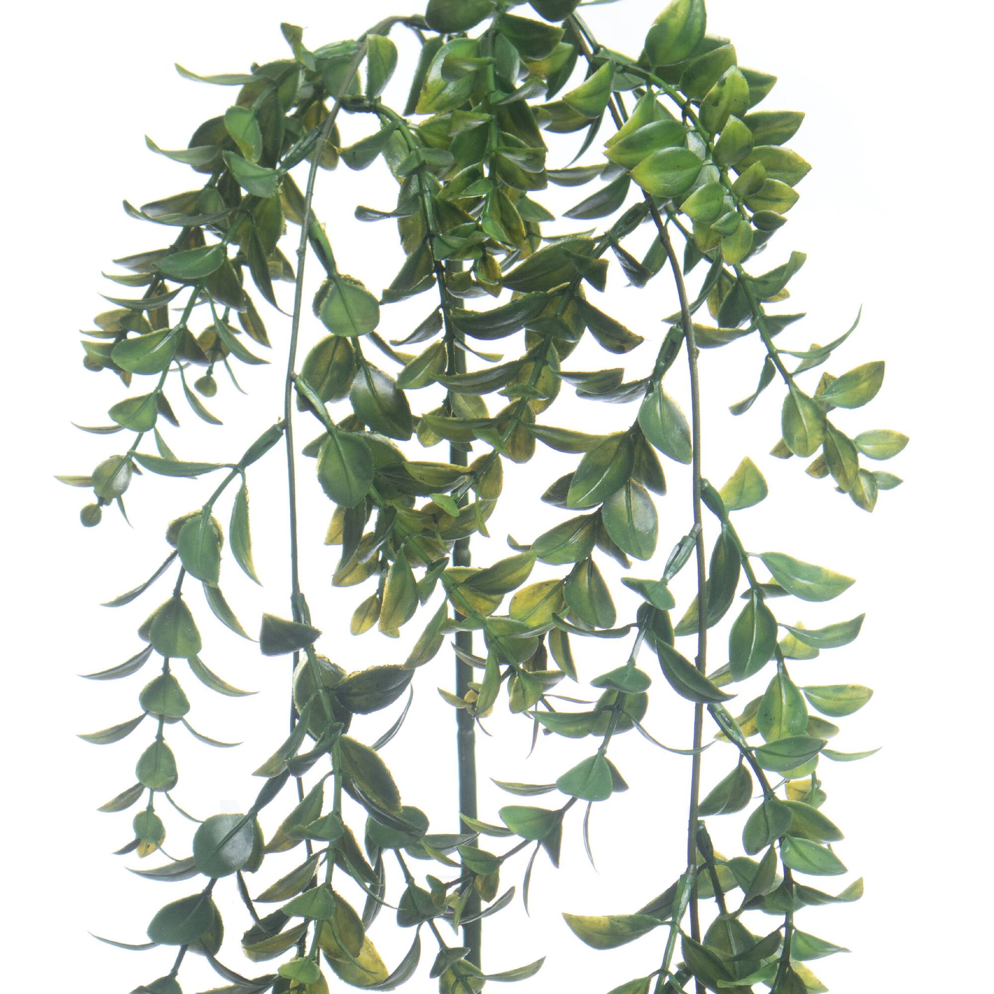 22" Dark Green Boxwood Hanging Stem by Ashland®